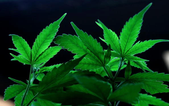 An Initiative To Legalize Marijuana In California To Appear On Nov. Ballot