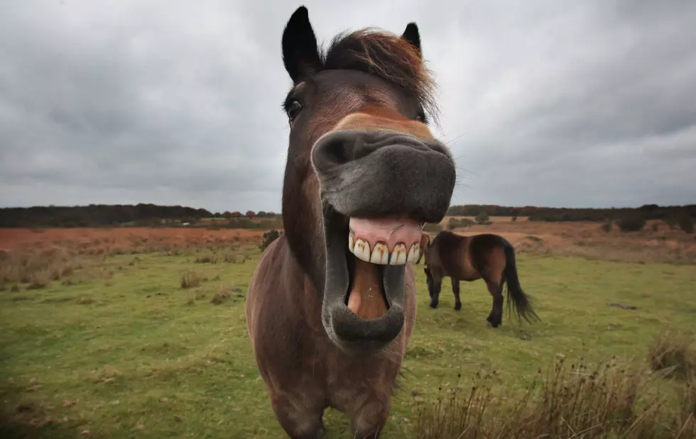 Wild Pony Racing