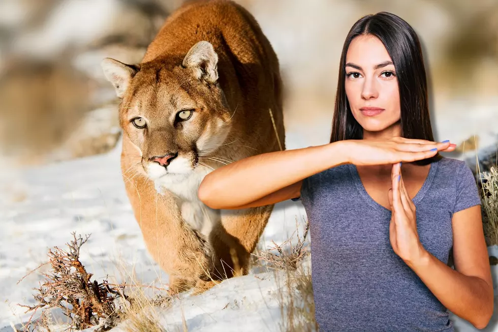Please, Do Not Pet The Kitty. Mountain Lion Spotted In Billings