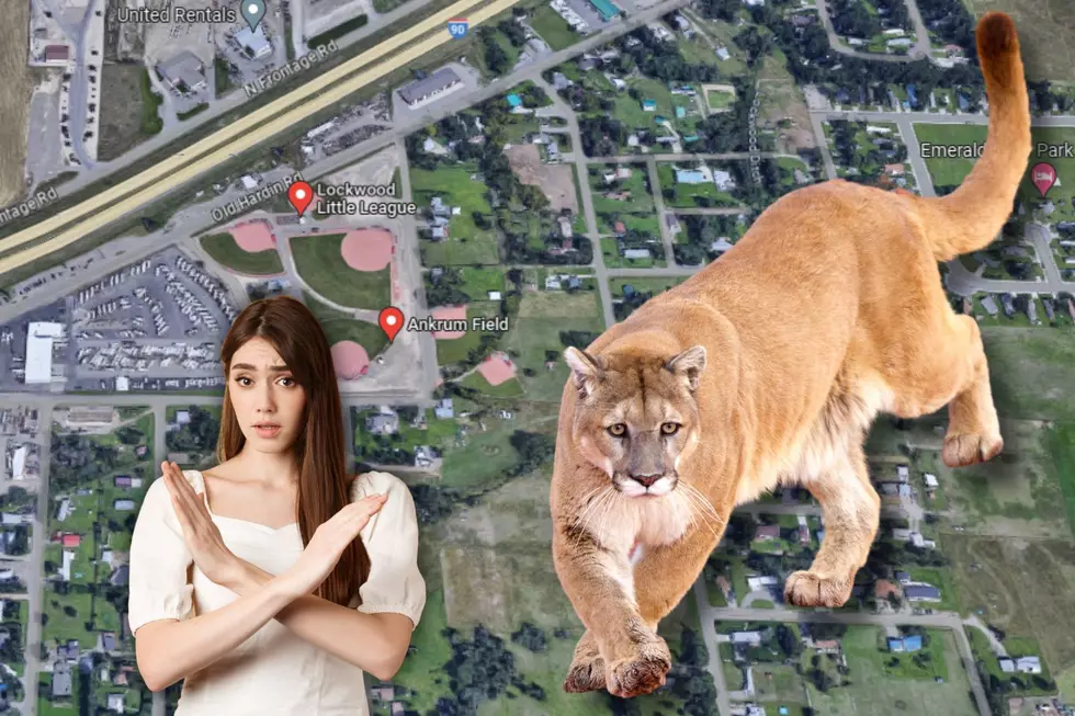 Lockwood, Please Do Not Pet The Big Kitty Cat. It It Dangerous.